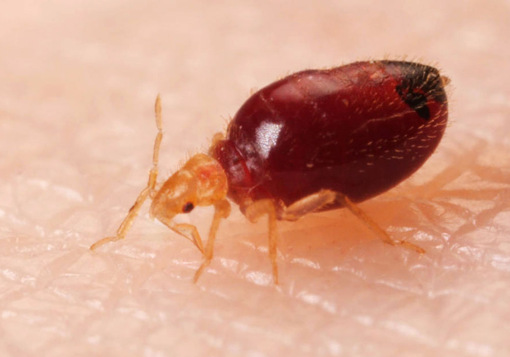 pest control Abu Dhabi