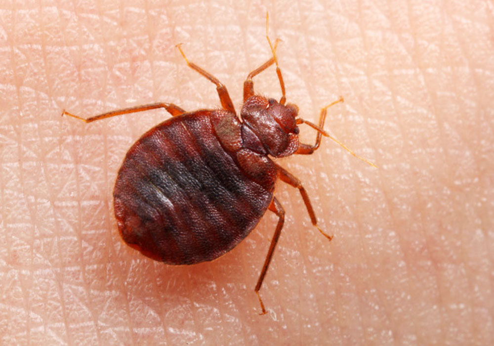 pest control dubai