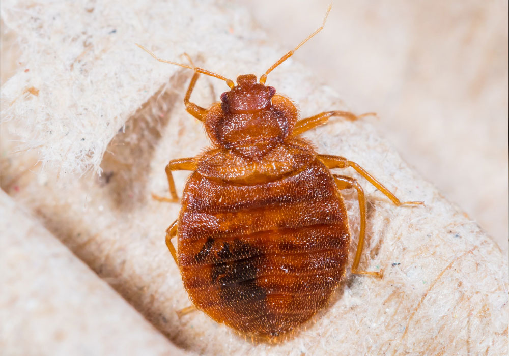 pest control dubai