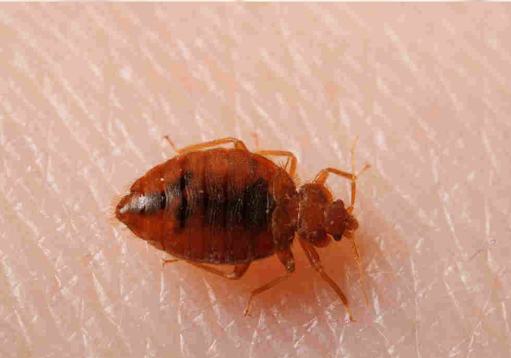 pest control dubai