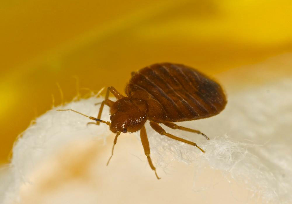 pest control dubai