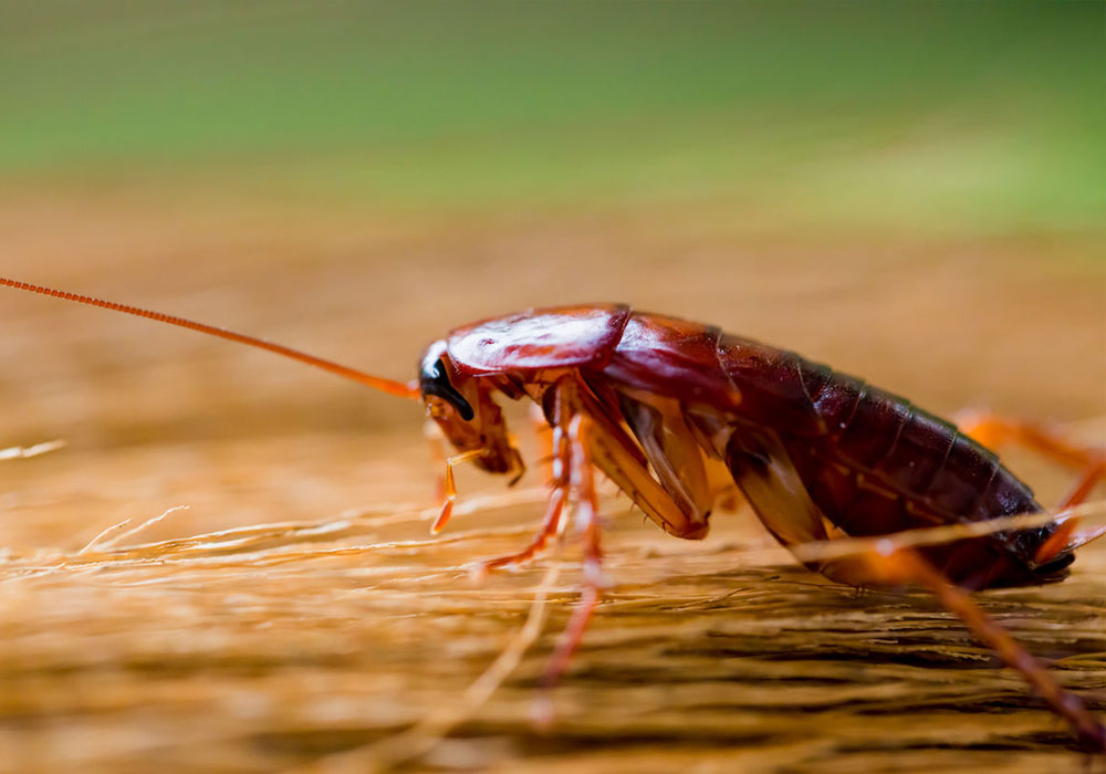 pest control Abu Dhabi