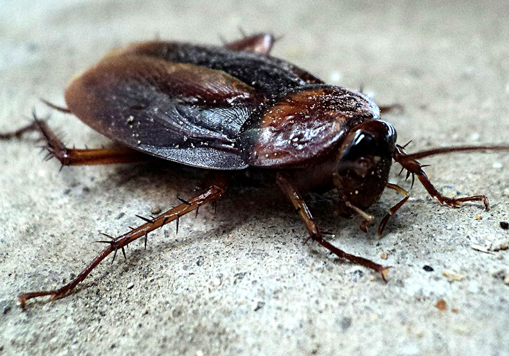 pest control Abu Dhabi