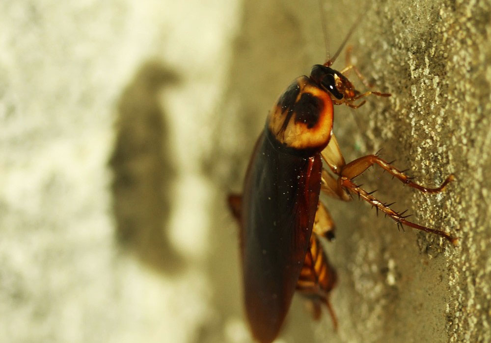 pest control dubai