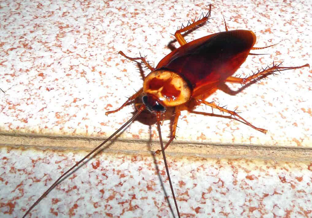 pest control dubai
