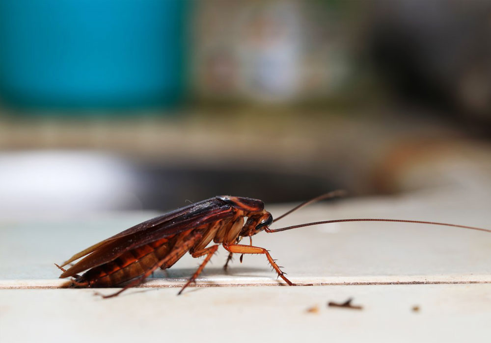 pest control dubai