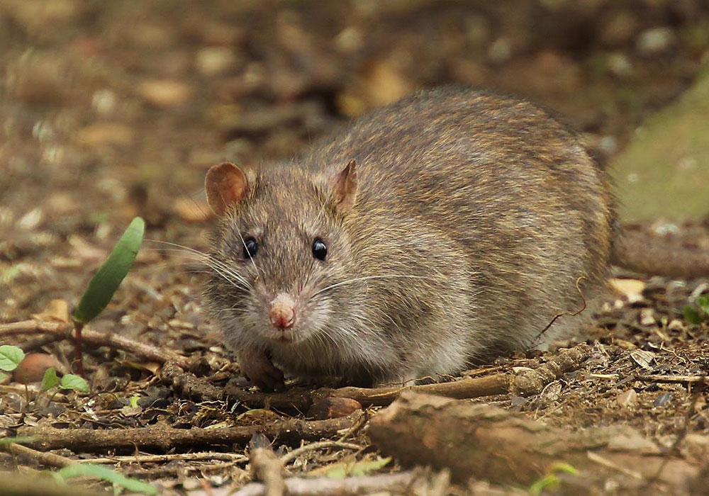 pest control Abu Dhabi