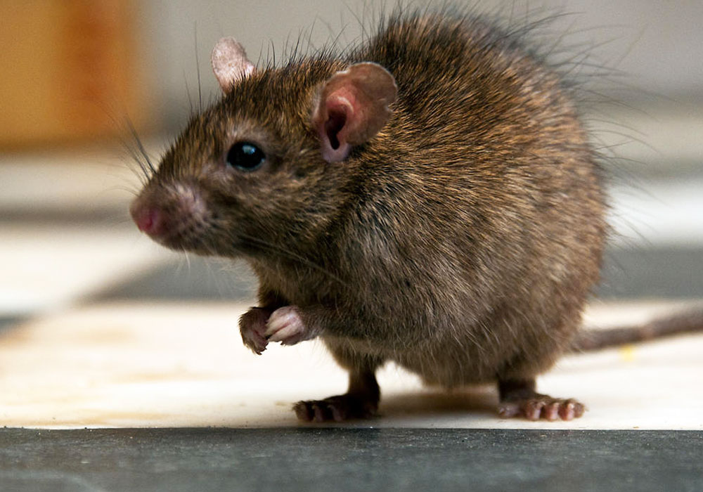 pest control dubai