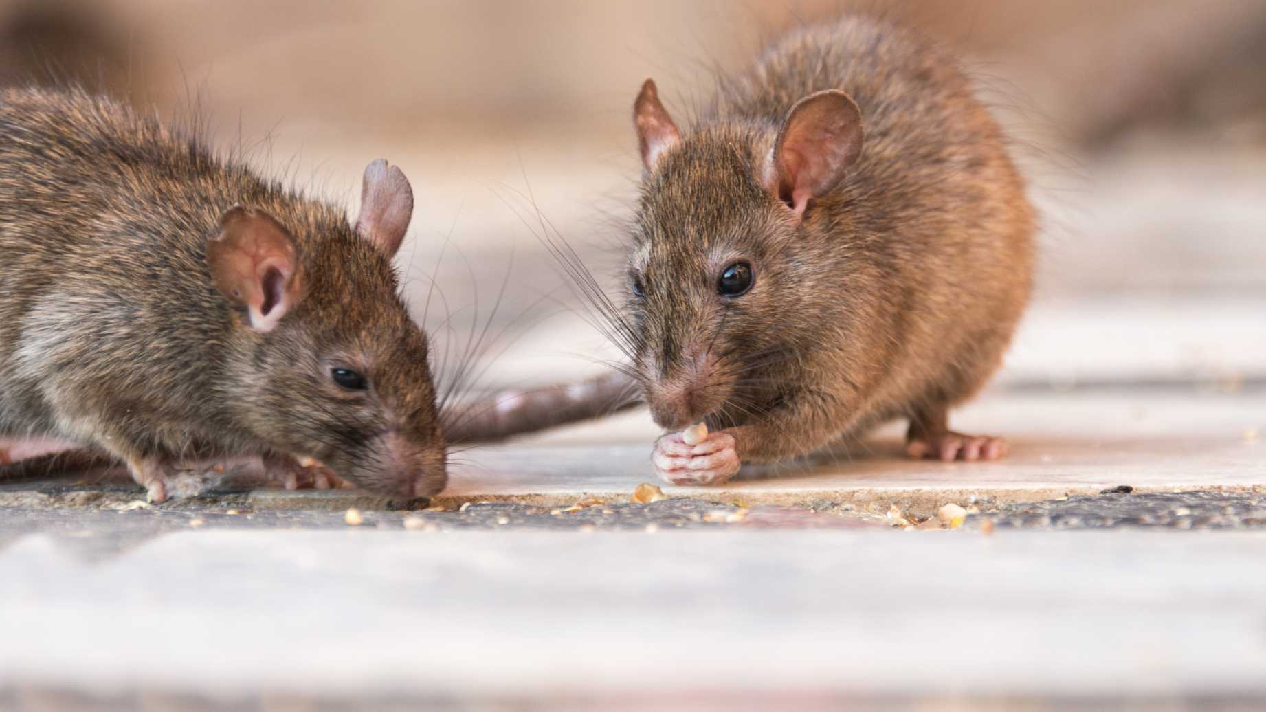 pest control Abu Dhabi
