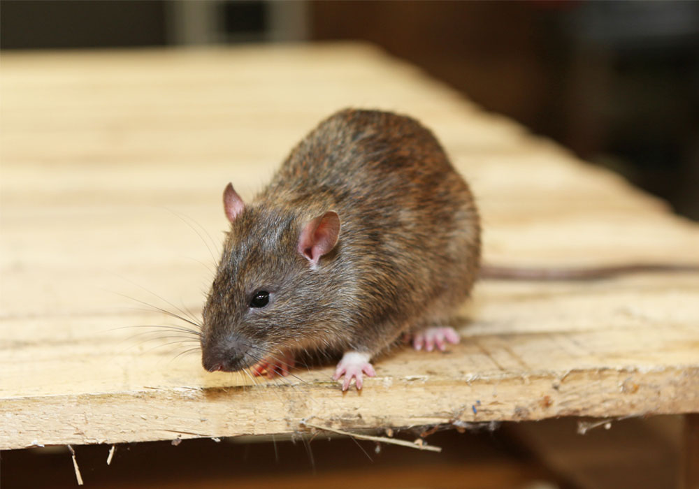 pest control dubai