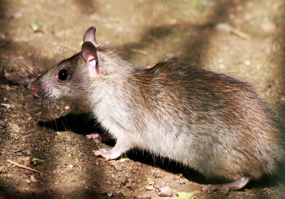 pest control dubai