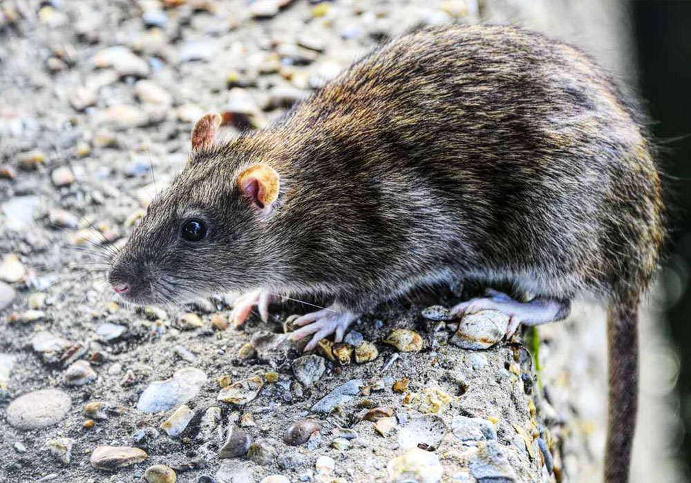 pest control dubai