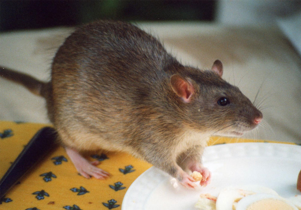 pest control Abu Dhabi