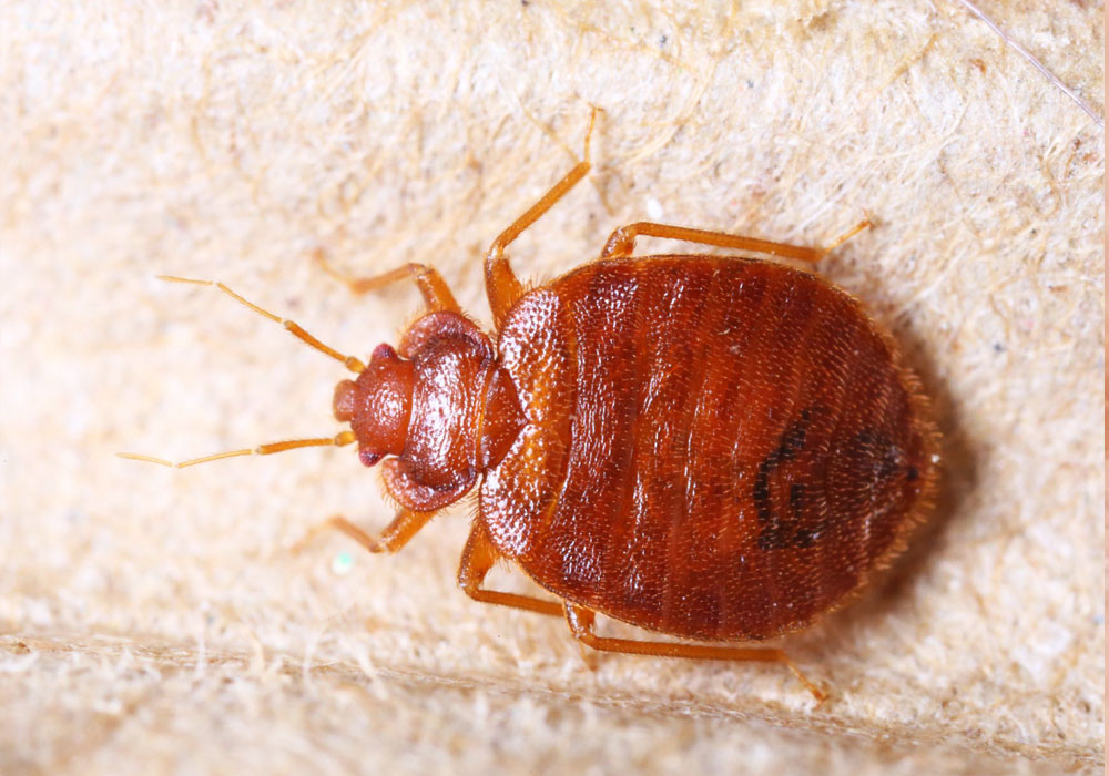 pest control dubai