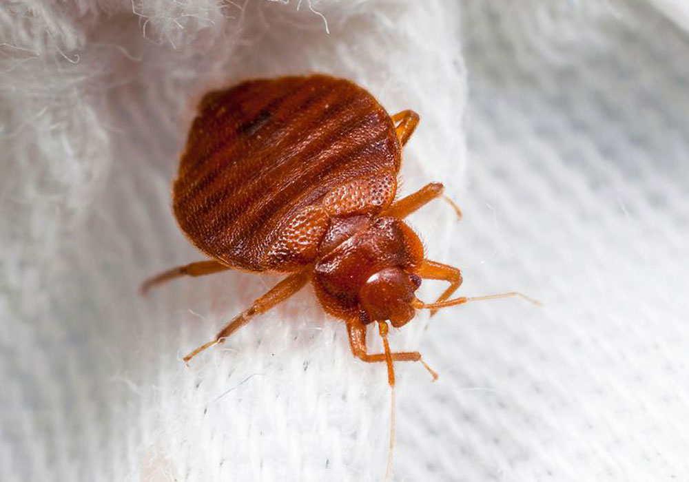 pest control dubai