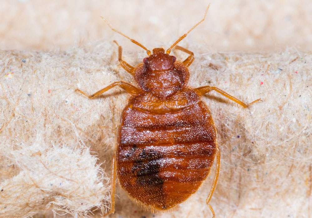 pest control dubai