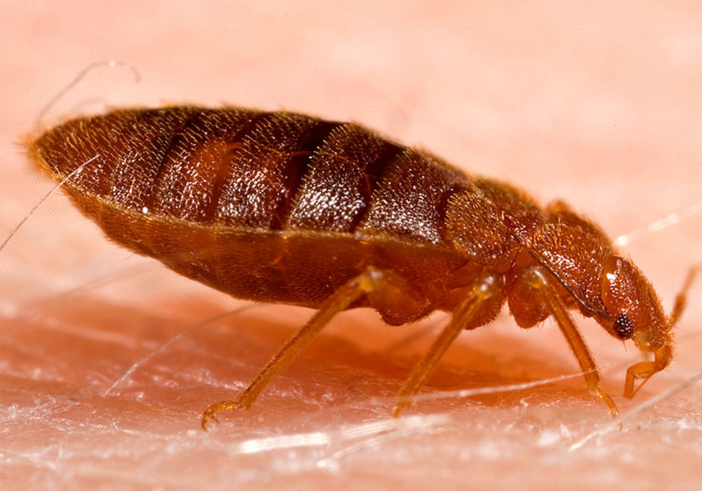 pest control dubai