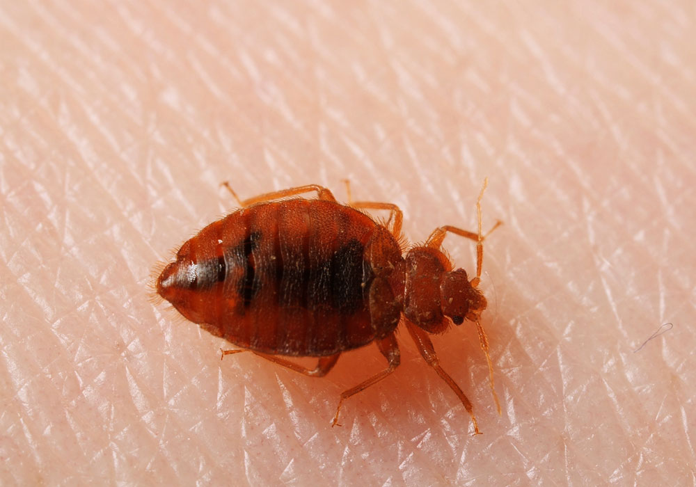 pest control dubai