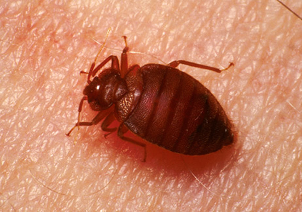 pest control dubai