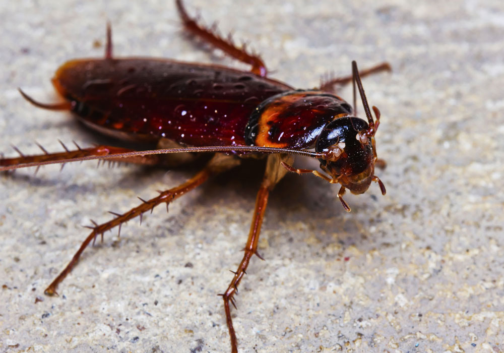 pest control dubai