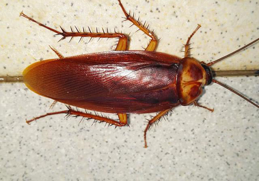 pest control dubai