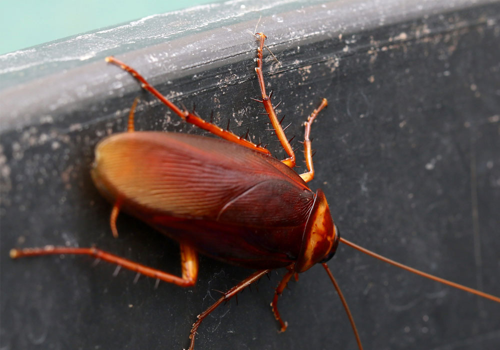 pest control dubai