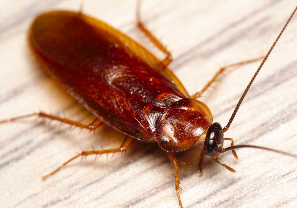 pest control dubai
