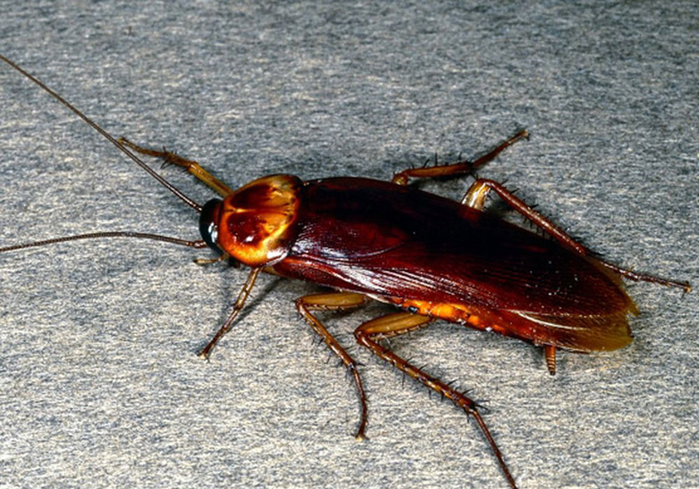 pest control Sharjah