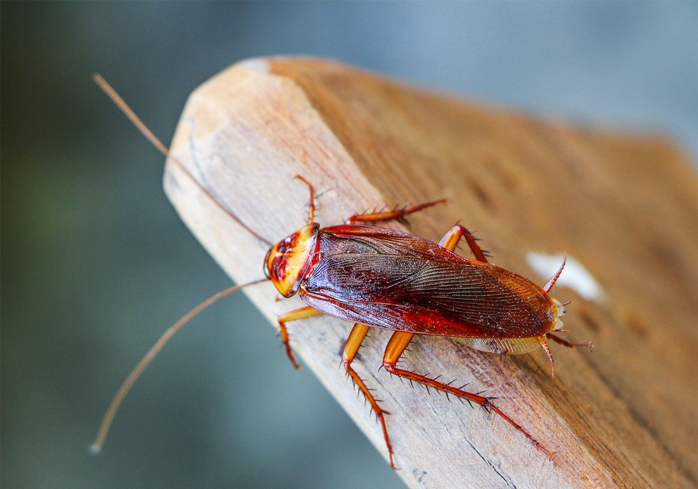 pest control Abu Dhabi