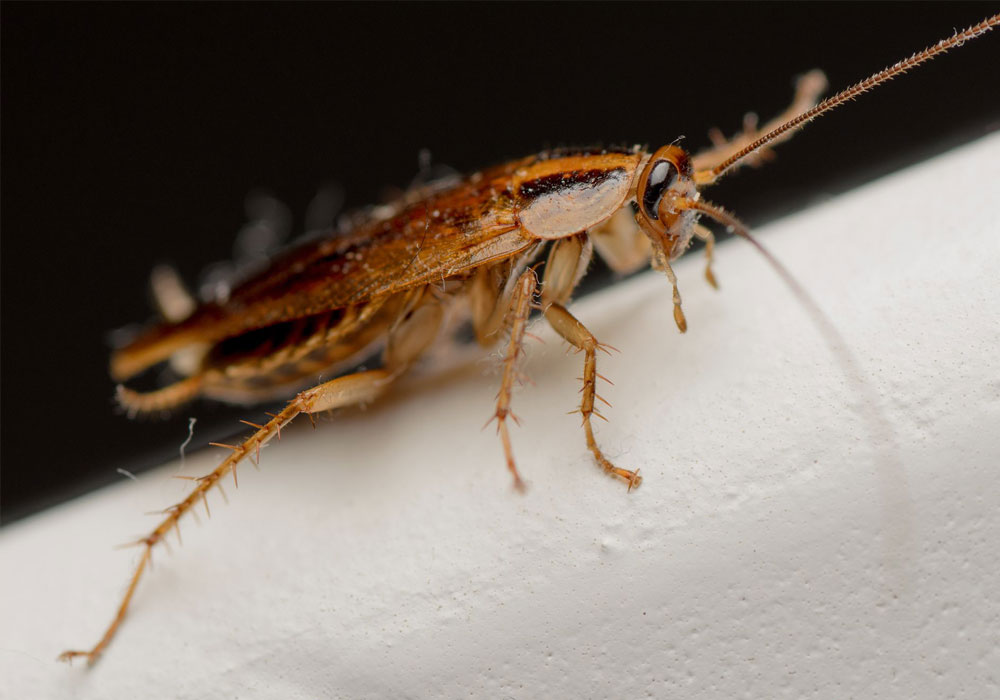 pest control dubai
