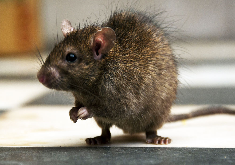 pest control dubai