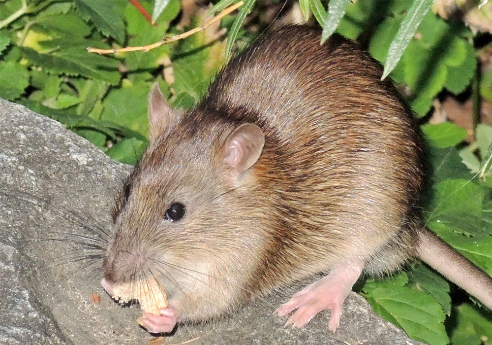 pest control dubai