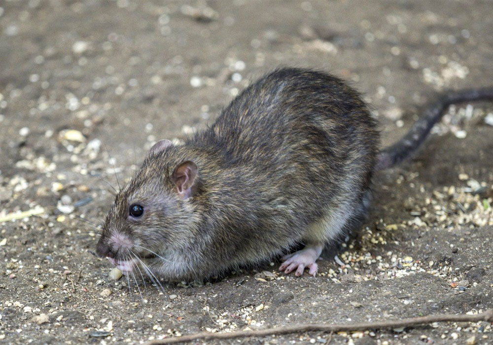pest control dubai