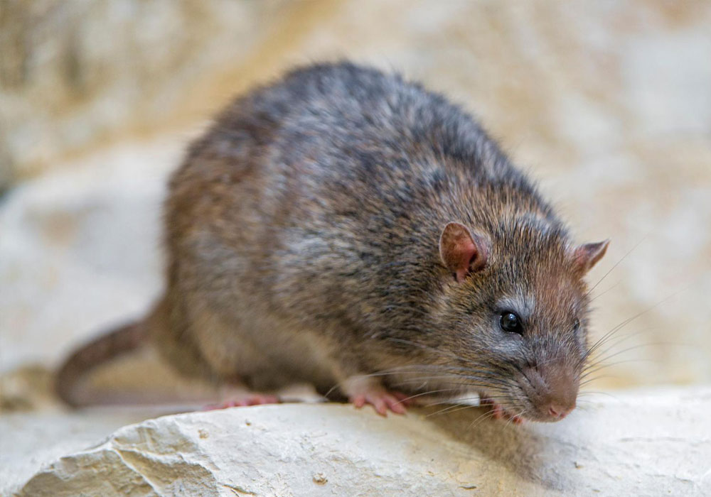 pest control dubai