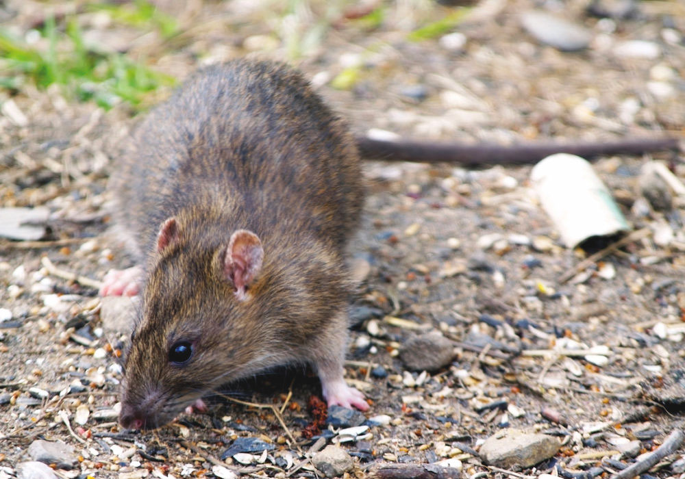 pest control dubai