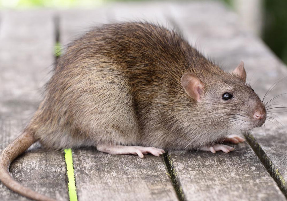 pest control Sharjah
