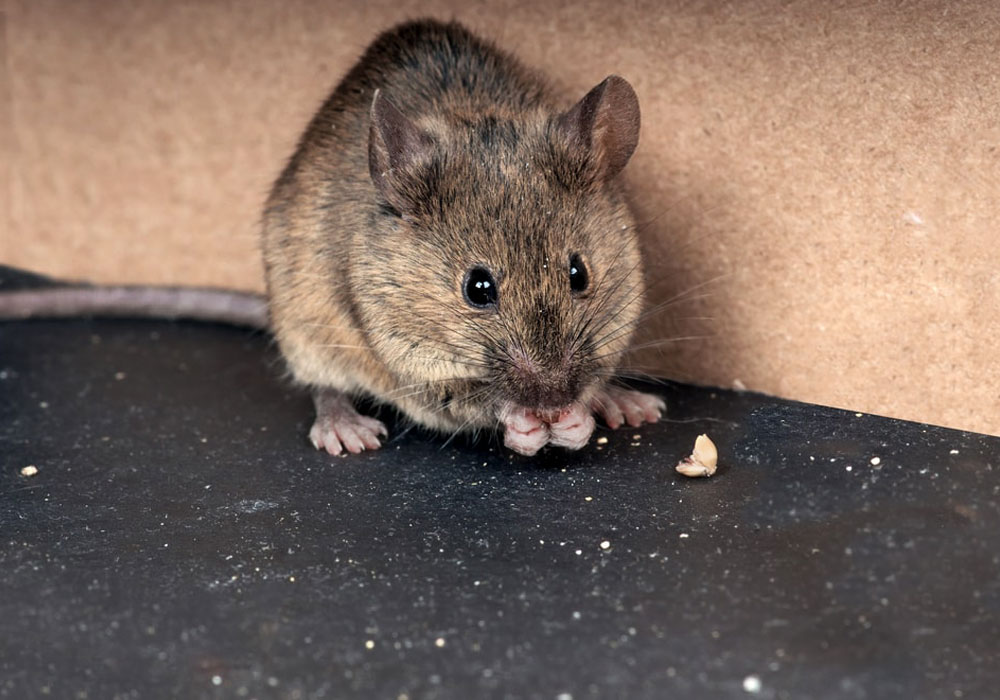 pest control dubai