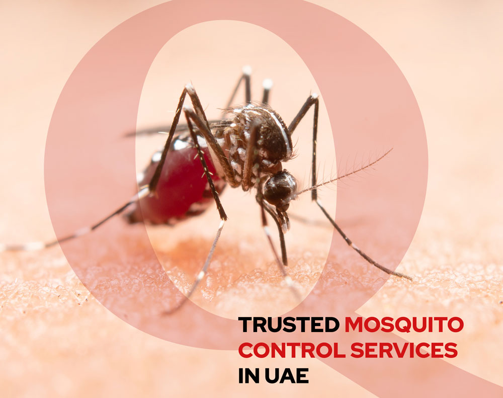 mosquito control services in dubai, abudhabi, uae, sharjah
