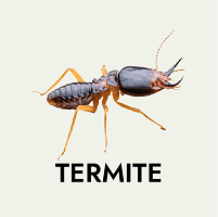 Termite pest control Abu Dhabi Dubai Sharjah Al Ain