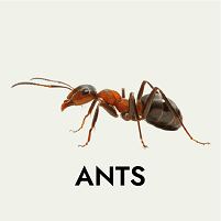 Ants pest control Abu Dhabi Dubai Sharjah Al Ain