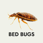 Best Pest Control services in Dubai | Quality Pest Control