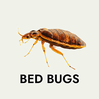 Bed bugs pest control Abu Dhabi Dubai Sharjah Al Ain