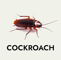 Cockroach pest control Abu Dhabi Dubai Sharjah Al Ain