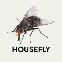 House fly pest control Abu Dhabi Dubai Sharjah Al Ain