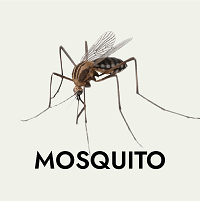 mosquito pest control Abu Dhabi Dubai Sharjah Al Ain