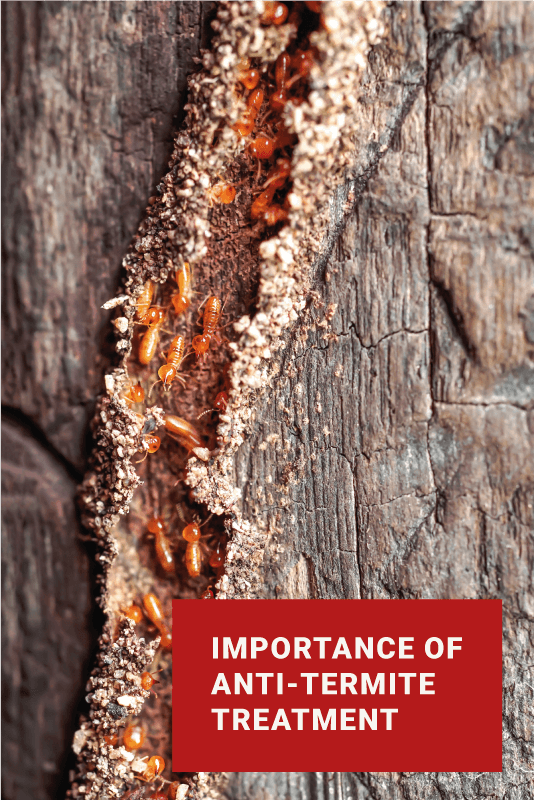 Importance of Anti Termite Treatment