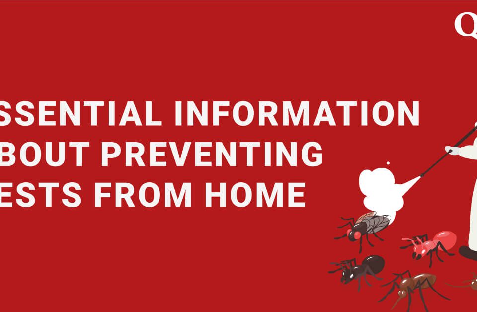 Essential information about preventing pests from home