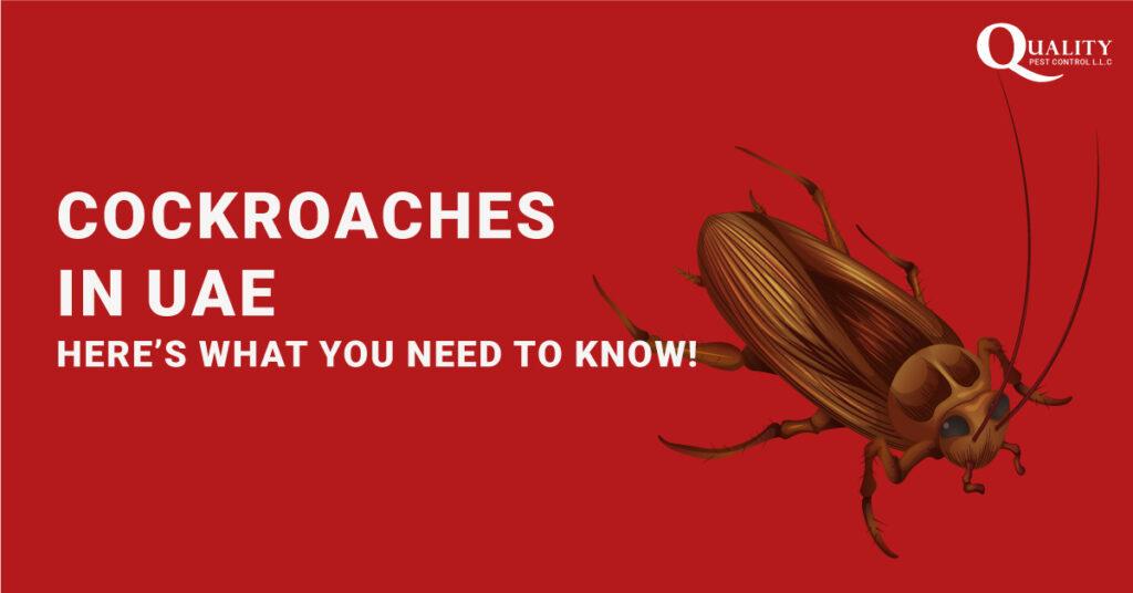 Cockroaches in UAE | What you need to know