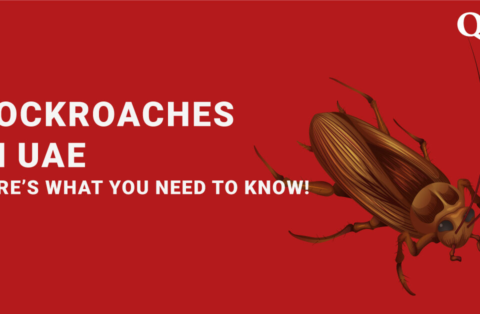 Cockroaches in UAE | What you need to know