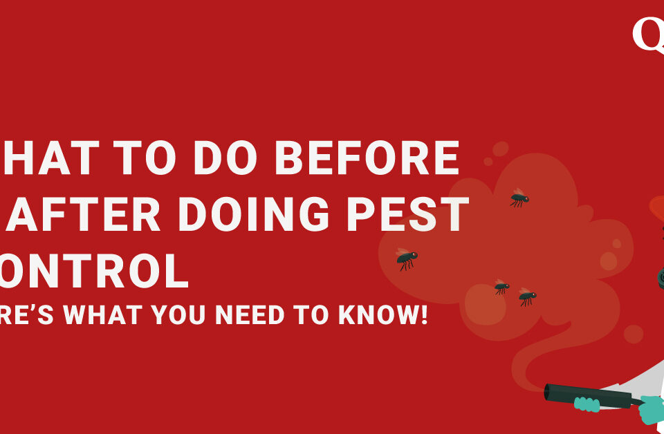 what to do before and after pest control treatment | Guide